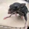 neruneruni