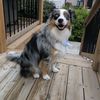 nora.theminiaussie