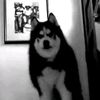 orion_covers