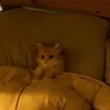 itstimefortom