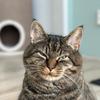 joep_the_rescuecat