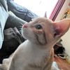 aivan_ginger.uwu