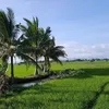 coconutcountryi