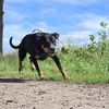 fey_ronja