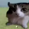 szylardd