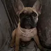 willow_princessfrenchie