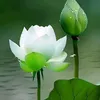 tuanle27yahoo.com