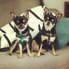 chihuahuasdarkdiamonds