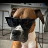 laney.doggy