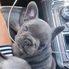 nashville_frenchies