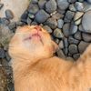 catwibzz