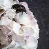 llollium