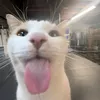 oli_5._