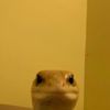 frogandtoadfan