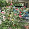 rosa87814_