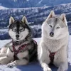 husky shelsy