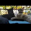 drikavsgatos