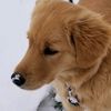 daisy_thegoldenretriever