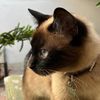 botas_bella_bandido79