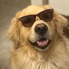 teddigrams