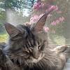 phoebe_the_mainecoon