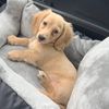 frankietheteenieweenie