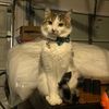 austin_082299