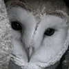 owlsarecool000