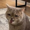 the_kazakh_cat