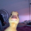 fuzzyducky8