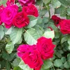m_madina.12