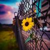 floricica120480