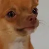 gftholv