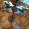 aduchy58