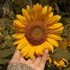sun.flowerrin