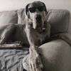 siriusgreatdane