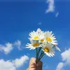 angelpetallar