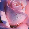 user2518532192038