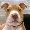 knuckles.pup