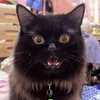 mimiszho