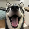 owihashicreamonala