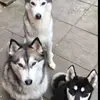 mummyofhuskies