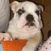 nicoandberta_bulldog