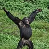 chunkymonkeybits