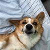 agirlandhercorgi