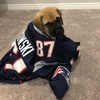 gronk_mastiff