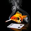 gambling_fish