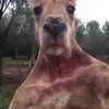 ajejebrazorf88