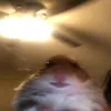 .hamster_bitch