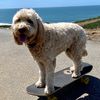 brody_sk8dog